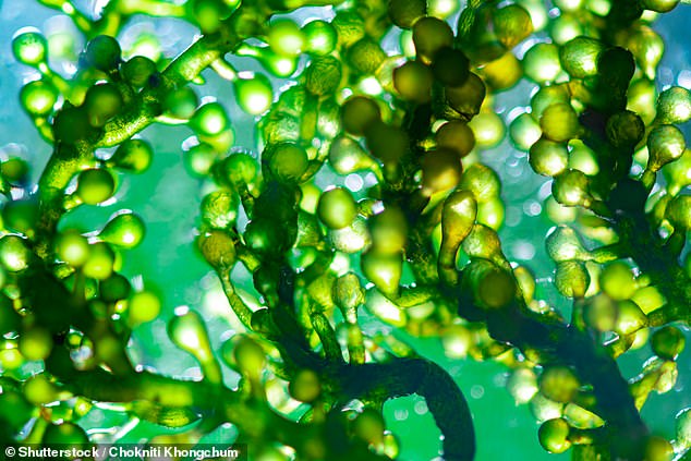 Die Verwendung von mit Algen beschichteten Gehirnimplantaten könnte ein Heilmittel für eine häufige Form von Epilepsie sein, sagen Wissenschaftler (Archivbild von Algen)