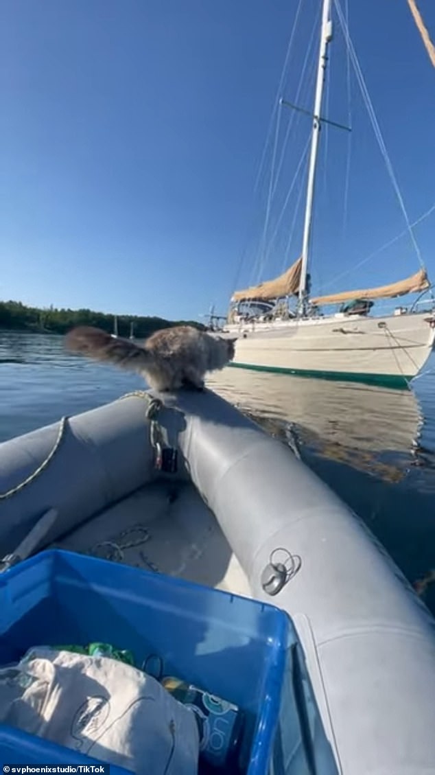 Footage shows the curious cat jumping onto the edge of the dinghy. The owner's voice was heard telling her feline: 'Careful please ... really careful... not yet'