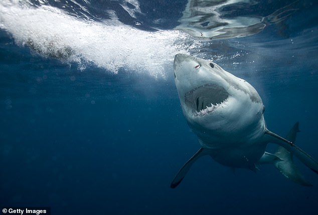 Seit der Freilassung des Hais im Jahr 1975 sind Weiße Haie für die Briten ein ferner Albtraum. Doch jetzt warnen Experten, dass diese menschenfressenden Fische bald in britischen Gewässern auftauchen könnten, wenn sie auf der Suche nach Beute nach Norden ziehen
