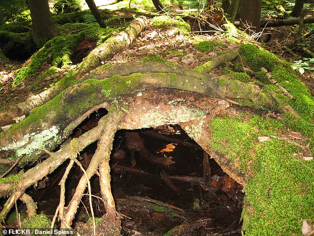 Biologists took soil samples from Harvard University's 4,000-acre Harvard Forest research preserve (which includes this pictured root system) to answer how microscopic biodiversity within ecosystems interacts with all of the better-known species visible to the naked eye