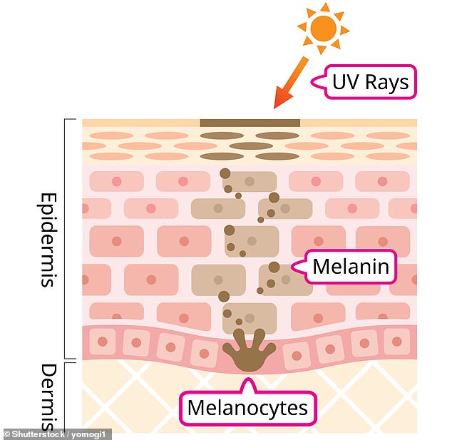 This illustration shows a cross section of the skin. Melanocytes are well known for their role in skin pigmentation, and their ability to produce and distribute melanin