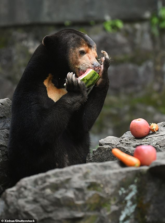 A sun bear enjoys fruits at Hangzhou Zoo in Hangzhou, China's Zhejiang Province, August 2. Angela, 4, was seen clumsily trying to catch food thrown in by visitors in the clip