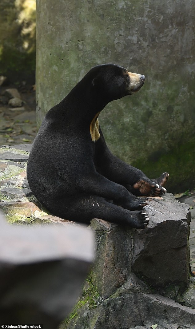 A bear is seen sitting on a rock in Hangzhou Zoo, recently pressed to respond to strange allegations their sun bears were, in fact, human beings in costumes