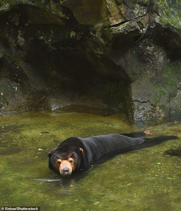 A sun bear stays in a pool at Hangzhou Zoo in east China's Zhejiang Province, August 2, as visitors to the zoo rise 30 per cent following the circulation of a viral clip