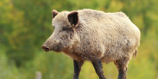wild pig boar scary pig super pig canada