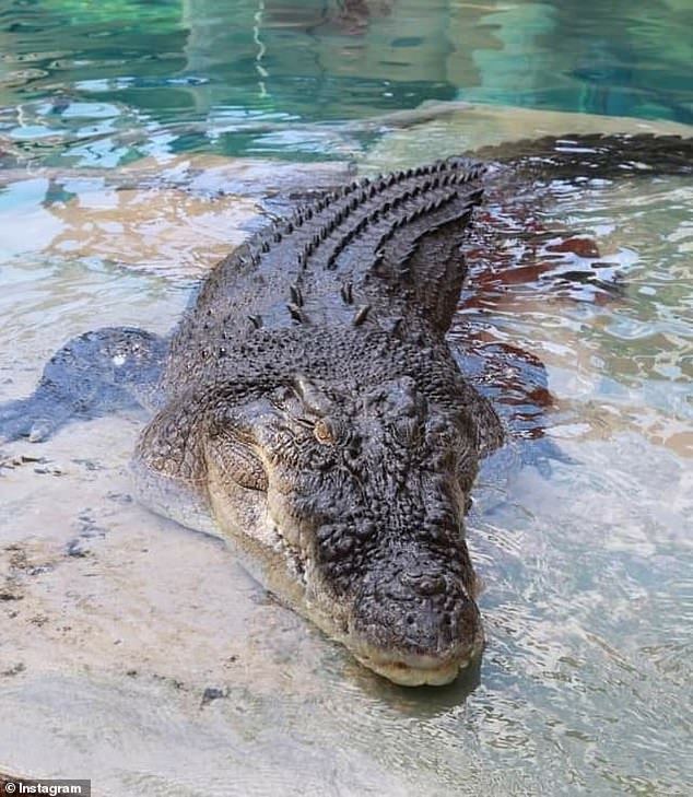 The 900kg, 5.1 metre croc named Axel (pictured) was known to expose himself to tourists