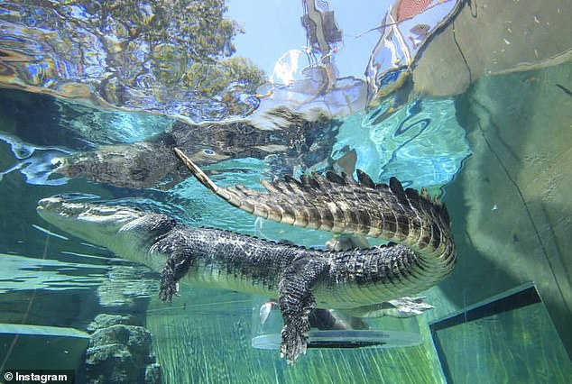 The massive crocodile (pictured) was an icon at Crocosaurus Cove in Darwin