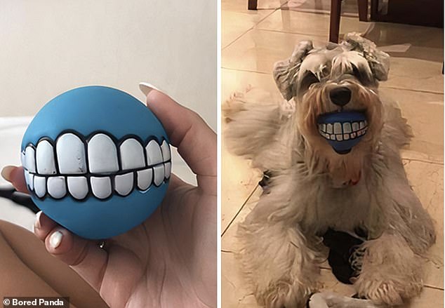Schnauz about that! A woman realised her dog's new ball was a bad idea when he creeped her out with it in his mouth