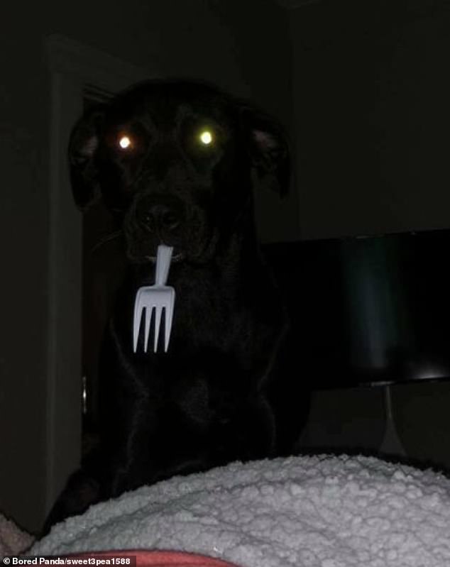 What the fork! A dog owner, from the US, who woke up to find their pooch staring at them with a plastic utensil in his mouth