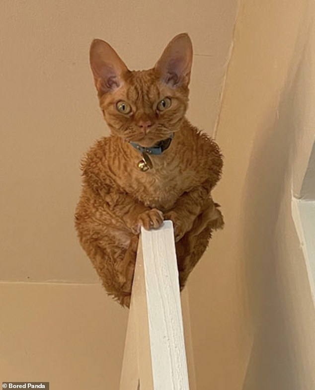 Don't mind me! Another person got the fright of their lives when they spotted their cat sitting on top of the bathroom door frowning down at them using the toilet