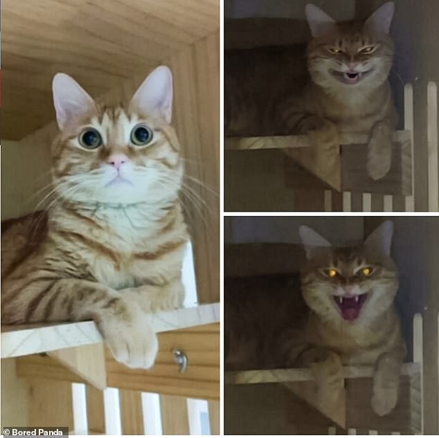 From fluffy to furious! A cat lover captured their pet's personalities in a series of snaps showing him going from evil to adorable