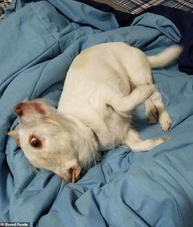 You'll need to stare at this photo of a rescue dog from Alaska for a long time to figure out where his face is - but once you see it, you won't unsee it!