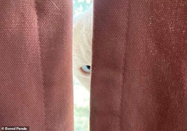 Eye spy! A kitten was spotted peering out from behind a curtain, giving its owner a fright