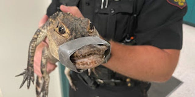 Exeter Township Police Department alligator