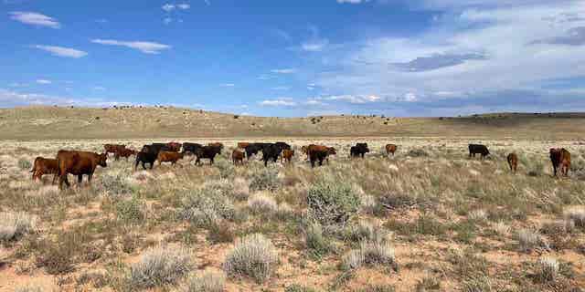 Ein vom örtlichen Viehzüchter Chris Heaton aufgenommenes Foto zeigt Rinder, die auf dem Land grasen, das am Dienstag von Bidens Ausweisung als Nationaldenkmal betroffen ist.