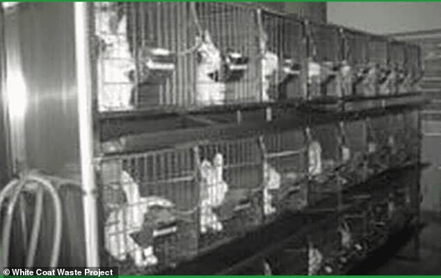 Das White Coat Waste Project fand im Tierlabor von Wuhan weiße Kaninchen in Käfigen
