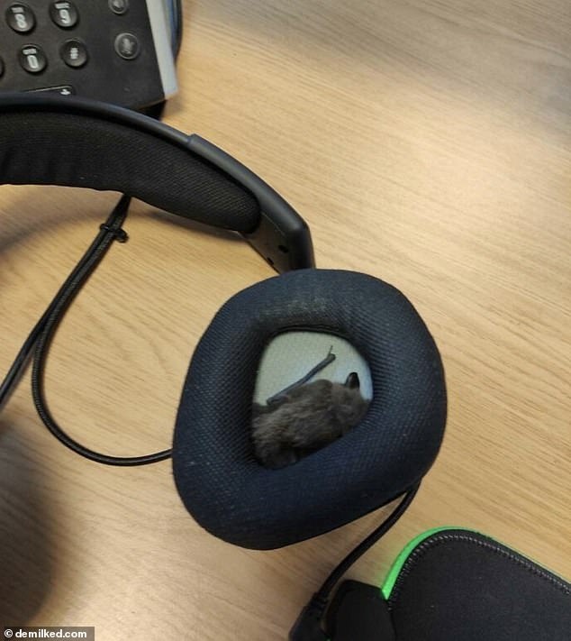 Diese Person setzte sich eines Morgens an seinen Schreibtisch und stellte fest, dass in seinem Kopfhörer eine Fledermaus nistete