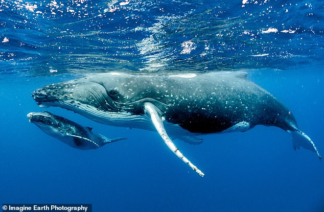 Erwachsene Buckelwale (im Bild) sind zwischen 39 und 52 Fuß lang.  Die Männchen produzieren einen komplexen Gesang von 10 bis 20 Minuten Dauer, den sie stundenlang wiederholen (Archivfoto)