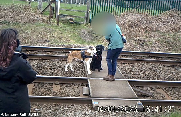 Drei Tage zuvor wurde aufgezeichnet, wie ein Hundeführer seine beiden Hunde dazu aufforderte, auf den Gleisen zu sitzen, während ein Zuschauer ein Foto von ihnen machte