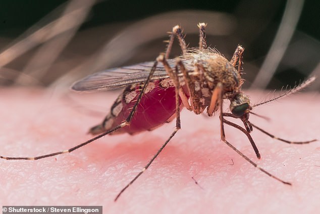 Das West-Nil-Virus ist eine durch Mücken übertragene Krankheit.  Die Übertragung erfolgt nicht von Mensch zu Mensch, sondern durch Stiche infizierter Mücken.  Die Insekten nehmen das Virus von Vögeln auf, dem natürlichen Reservoir für das Virus