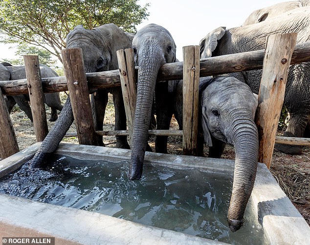 Bumi (Mitte) ist mit zwei anderen Elefanten nach der 22-stündigen Reise durch Simbabwe zu ihrem neuen Zuhause in der Nähe der Victoriafälle abgebildet