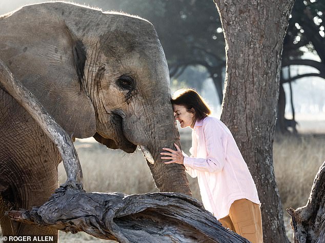 Miss Danckwerts verabschiedet sich von Moyo, dem ersten Elefanten, den sie in ihrem Wildschutzgebiet gerettet hat