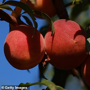 Oben hängen Pfirsiche von einem Baum, während Arbeiter am 24. Juli 2023 auf der Pearson Farm in Fort Valley, Georgia, die letzte Ernte der Saison von den Bäumen ernten