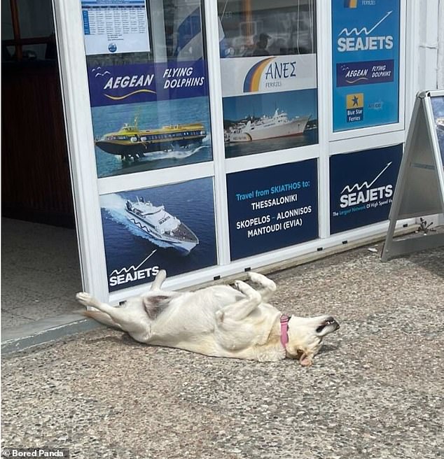 Und ... entspannen Sie sich – dieses Hündchen aus Skiathos, Griechenland, hat sich zur perfekten Werbung für dieses Reisebüro gemacht und den Kunden gezeigt, wie viel Entspannung sie im Urlaub erwarten können