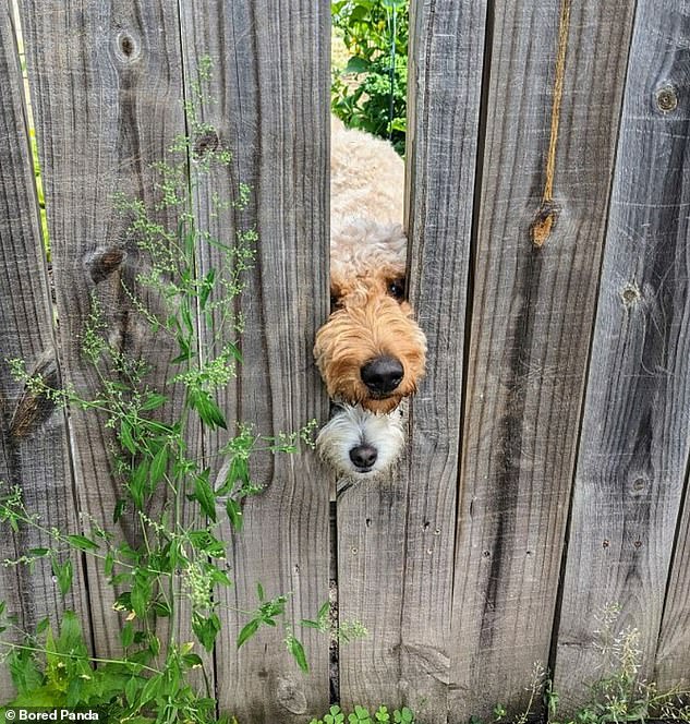 Hallo!  Eine Person, die gerade im Garten war, erlebte eine schöne Überraschung, als sie den Zaun erreichte