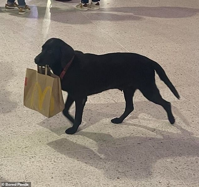 Der treueste Mitarbeiter von McDonald's!  Ein schwarzer Labrador holte fleißig eine Tüte voller Fast Food ab, um sie seinem Besitzer zu liefern – und er versuchte nicht einmal, sich eine Pommes Frites zu erschleichen!