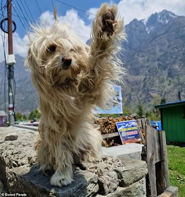 Ein Himalaya-High-Five!  Dieses windgepeitschte Hündchen mit Sitz in der nepalesischen Bergkette heißt Besucher bestens willkommen