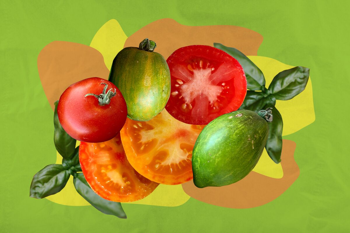 Fotoillustration roter und grüner Tomatensorten, darunter Lava Flow, Cyril's Choice und Saucy Mary. 