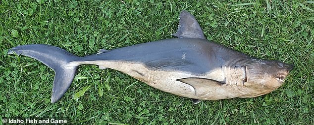 Der Lachshai kann eine Länge von bis zu 10 Fuß erreichen und fast 1.000 Pfund wiegen.  Die durchschnittliche Länge eines Lachshais beträgt jedoch 6,5 bis 8 Fuß