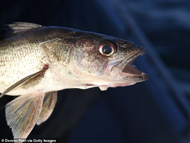 Zanderfische haben im Salmon River im Laufe der Jahre einen Bevölkerungszuwachs erlebt