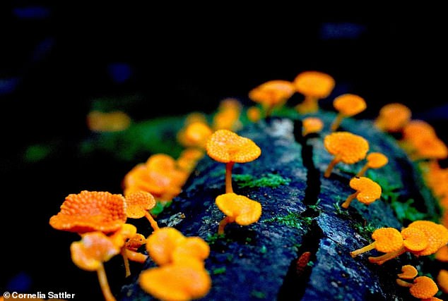 Der Gesamtsieger war ein Bild, das leuchtend orangefarbene Fruchtkörper zeigt, die auf Totholz im australischen Regenwald wachsen