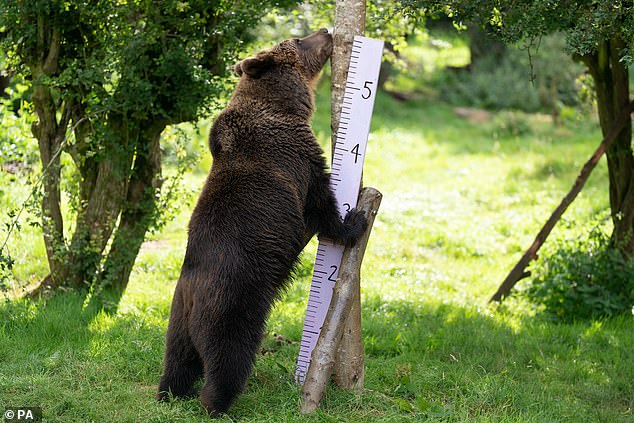 Der Eurasische Braunbär Minnie wird während der jährlichen Inventur im Whipsnade Zoo vermessen