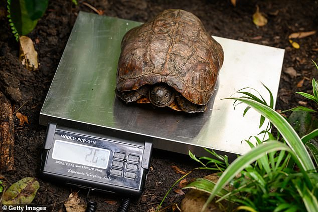 Tyrone, die Stachelschildkröte, wird heute beim jährlichen Wiegen im Whipsnade Zoo gewogen