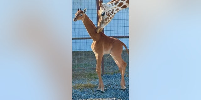 Brights Zoo makellose Giraffe