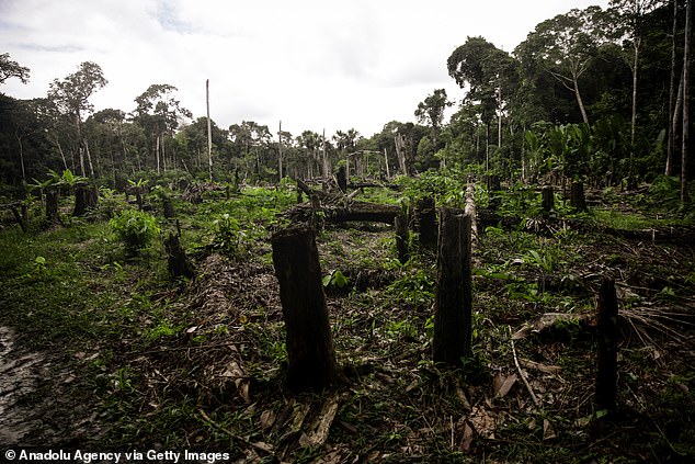An 18 globalen Kompensationsstandorten waren im Jahr 2020 nur sechs Prozent der CO2-Gutschriften gültig. Im Bild: Abholzung im Amazonasgebiet, Kolumbien