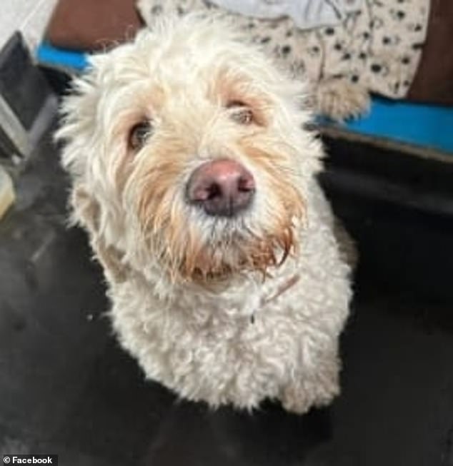 Family members have previously shared pictures of a white labradoodle, thought to be this one which burglars were reportedly trying to steal, on Facebook