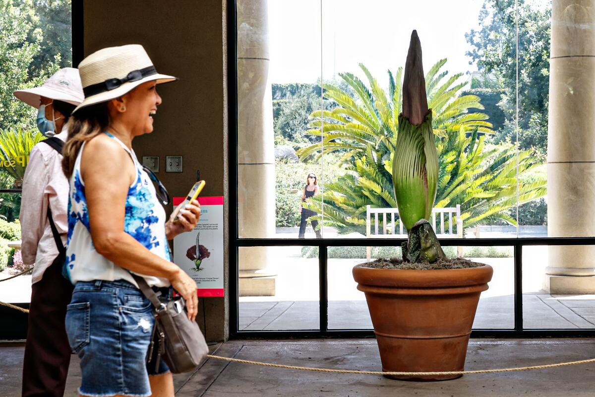 Menschen betrachten die Leichenblume in den Huntington Gardens am Donnerstag, 24. August 2023 in San Marino, Kalifornien.
