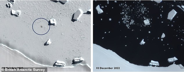 Im Dezember letzten Jahres erreichte die Meereisausdehnung in der Antarktis ein Allzeittief, der bisherige Rekord wurde erst ein Jahr zuvor aufgestellt