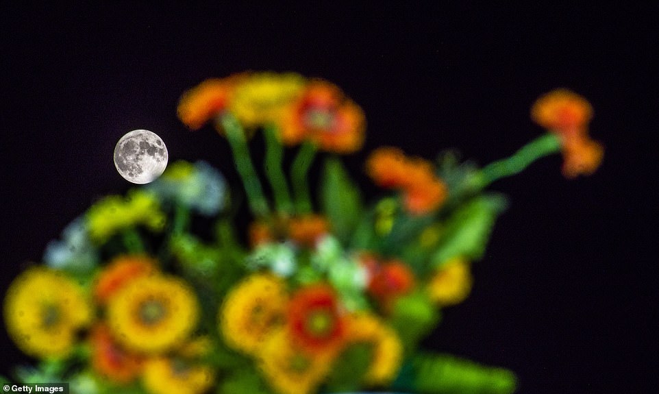 INDIEN: Ein Blumenbeet unter dem strahlenden Super Blue Moon am 30. August 2023 in Srinagar, dem von Indien verwalteten Kaschmir