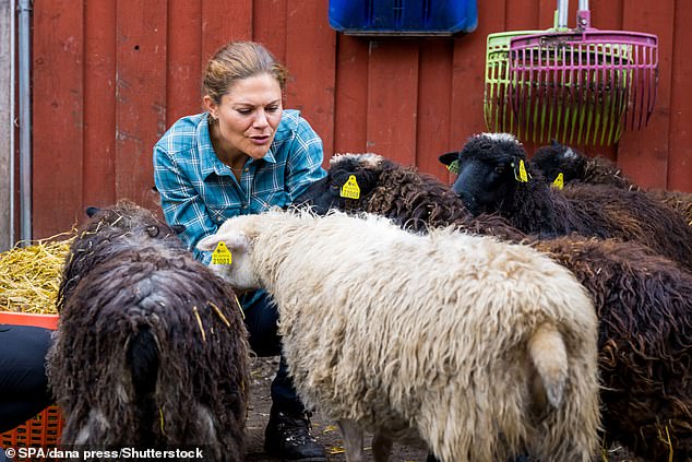 Die zweifache Mutter wirkte stoisch, als sie eine Schafherde auf der Vallentuna 4H-Farm begrüßte und fütterte