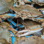 Die Kommission forderte eine Rettungsaktion für die von der Blauen Krabbe betroffenen Muschelzüchter in Italien