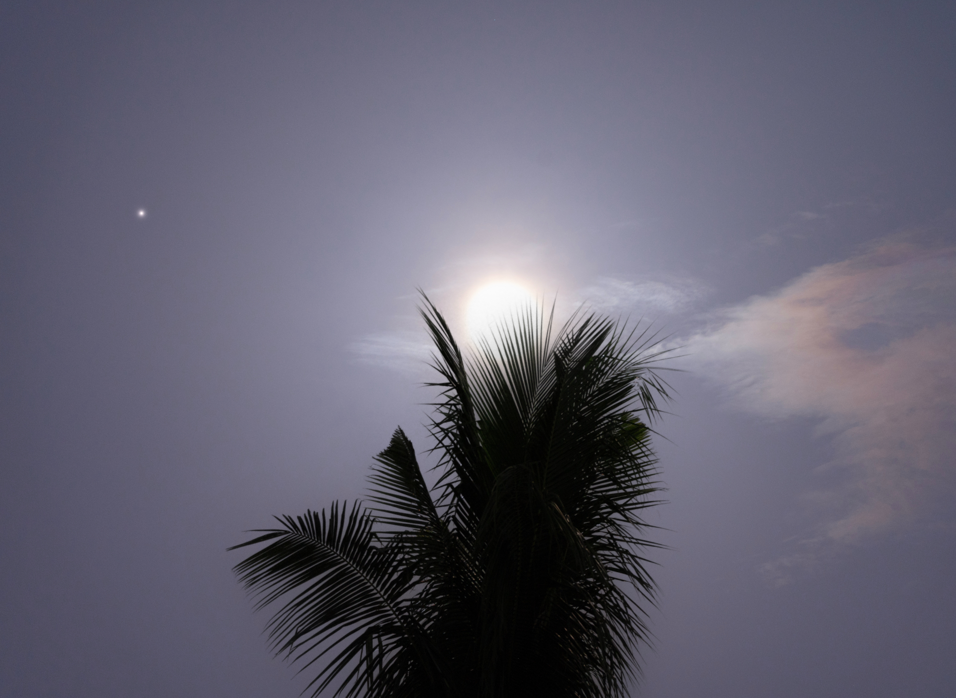 Superblauer Mond, der hell hinter einer Palme scheint, wobei links vom Mond der kleine Punkt des Saturn sichtbar ist.