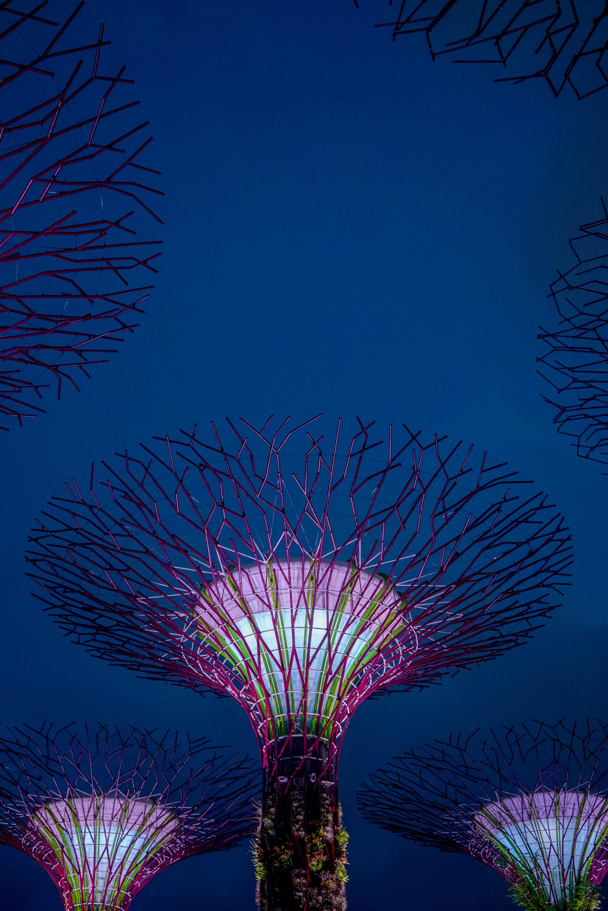 Die Supertrees in den Gardens by the Bay in Singapur.