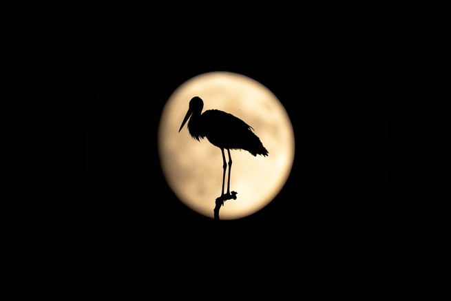 A stork perches on a tree branch as the moon rises near the Hamzabey Dam, in Turkey.
