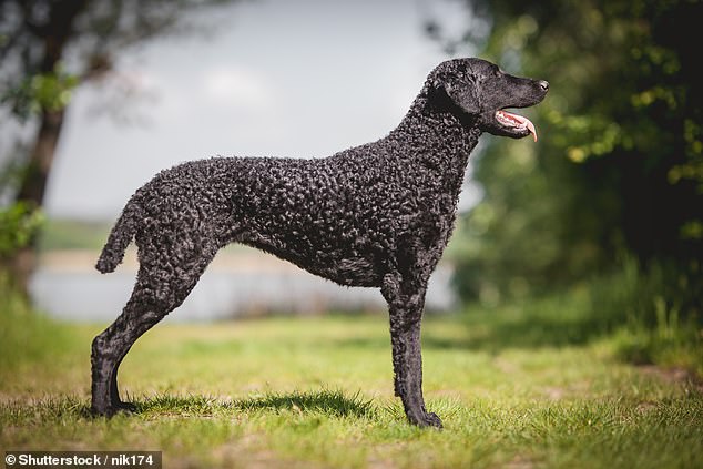 Mit seinem wunderschönen Fell aus kleinen, dichten Locken ist der Curly Coated Retriever eine der markantesten Hunderassen der Welt