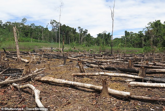 Wissenschaftler haben gewarnt, dass CO2-Ausgleichssysteme „dringend überarbeitet“ werden müssen, da sie das Ausmaß der Entwaldung, die sie verhindern, deutlich überschätzen.  Im Bild: Abholzung in Amazonien